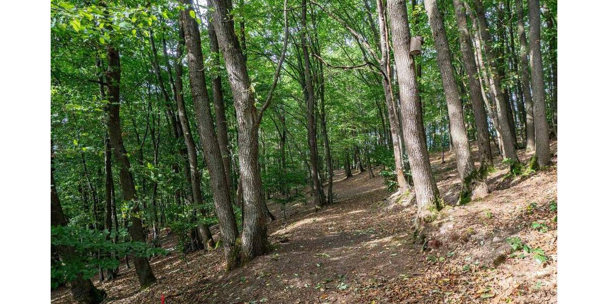 Grundstück Sundern - 99.000&euro; | Angebot:25664462