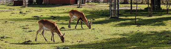 Wild- und Freizeitpark Willingen Hochsauerland Tiere