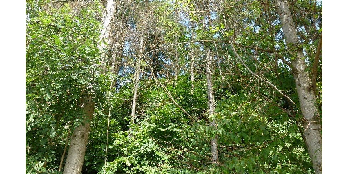 Grundstück Menden Asbeck - 48.000&euro; | Angebot:26119388