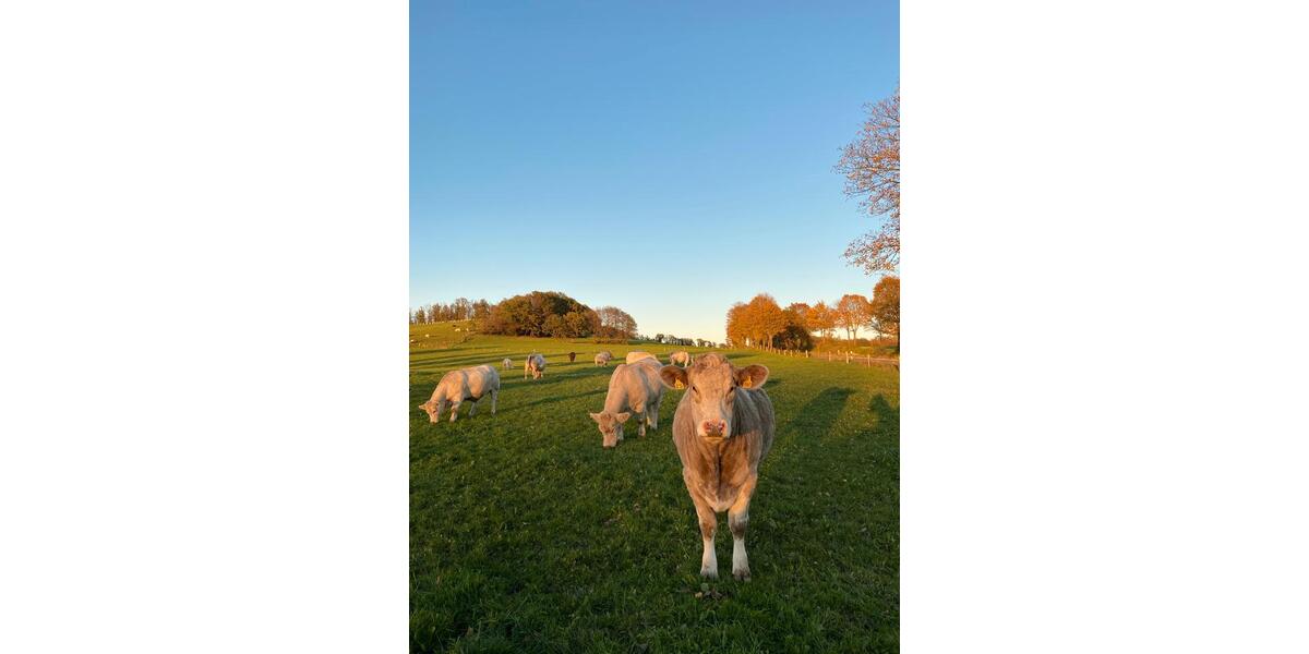 Terrassenwohnung Reichshof - 1 Zimmer, 39 m&sup2;, 780&euro; | Angebot:24307346