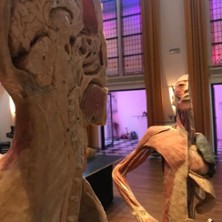 Körper Sonderausstellung 12.09.2026 Festsaal Lüdenscheid