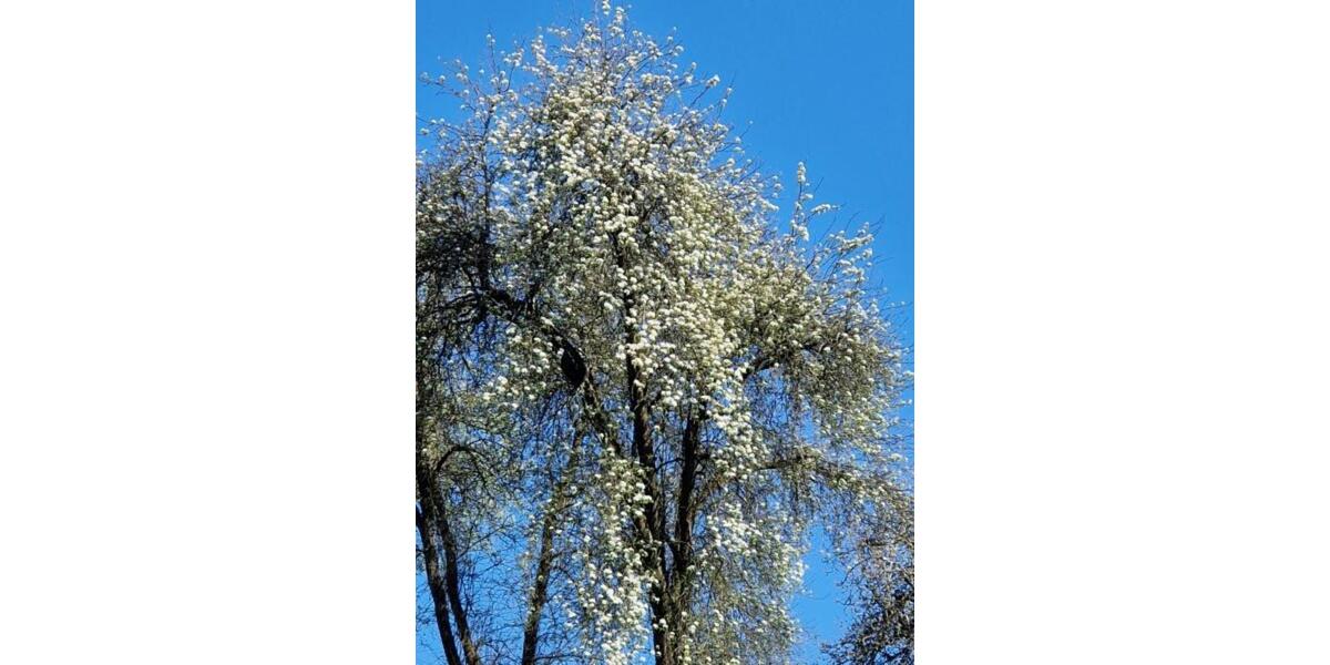 Einfamilienhaus Engelskirchen - 7 Zimmer, 214 m&sup2;, 745.000&euro; | Angebot:25220347